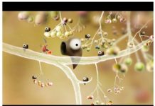 Test de Botanicula : les cinq végétaux qui voulaient sauver une graine