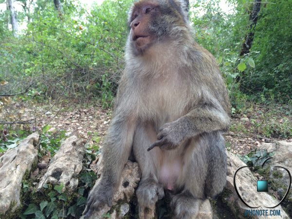 humour-quand-les-singes-sont-saoules-par-les-rumeurs-sur-l-iphone-6-2