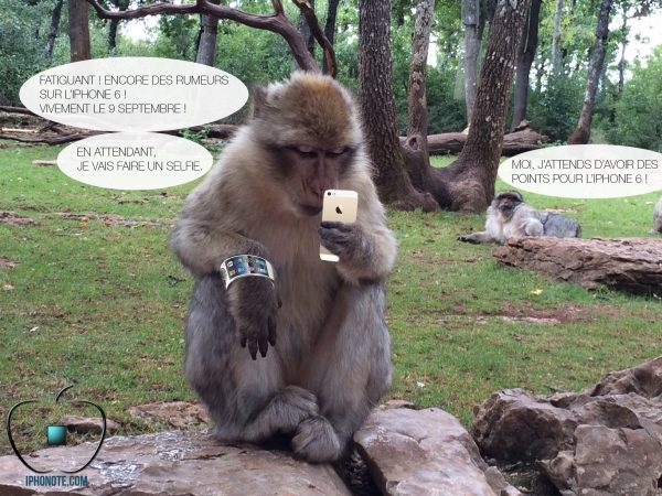 humour-quand-les-singes-sont-saoules-par-les-rumeurs-sur-l-iphone-6