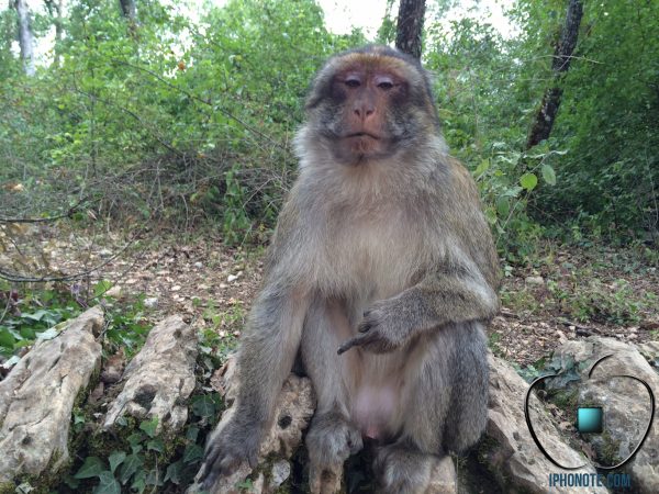 humour-quand-les-singes-sont-saoules-par-les-rumeurs-sur-l-iphone-6_3