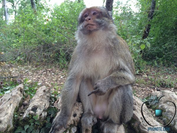 humour-quand-les-singes-sont-saoules-par-les-rumeurs-sur-l-iphone-6_4
