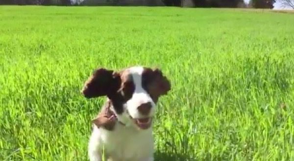 twitter-ajoute-le-partage-des-videos-en-slow-motion-de-liphone