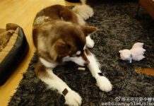 Un chien avec deux Apple Watch Edition crée la polémique en Chine