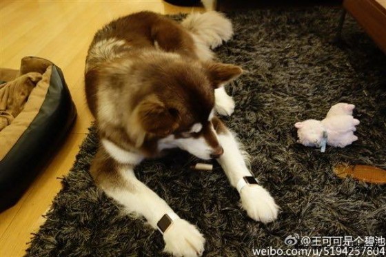 un-chien-avec-deux-apple-watch-edition-cree-la-polemique-en-chine