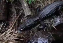 Quand un homme fait tomber son iPhone dans l’enclos d’un alligator