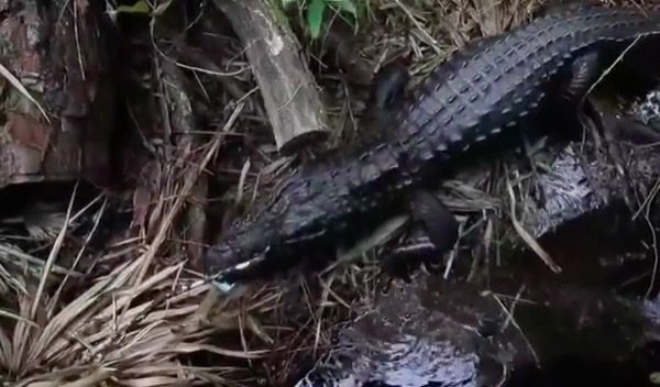 quand-un-homme-fait-tomber-son-iphone-dans-lenclos-dun-alligator