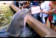 Seaworld : un dauphin très joueur vole l’iPad d’une spectatrice