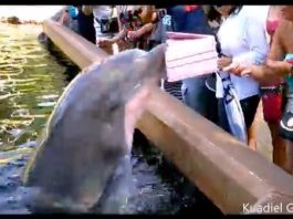 Seaworld : un dauphin très joueur vole l’iPad d’une spectatrice