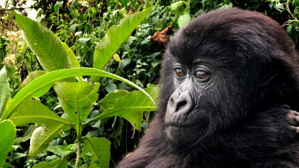 austin-mann-a-teste-iphone-7-7-plus-rwanda