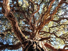 De nouvelles photos capturées avec l’iPhone 7 Plus