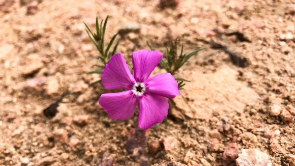 nouvelles-photos-capturees-iphone-7-plus_7
