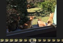 iOS 11 : plusieurs nouveautés pour les Live Photos [Vidéo]