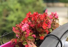 iOS 11 : le mode Portrait n'est plus en bêta, l'effet bokeh peut maintenant être désactivé