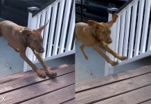 Un caméraman professionnel met à l'épreuve l'iPhone X [Vidéo]