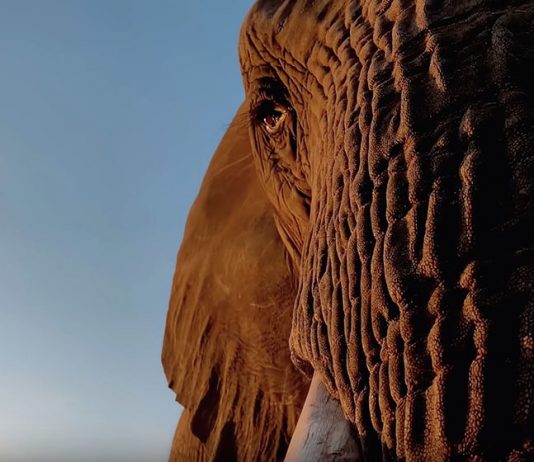 iPhone XS : voici le « making of » de « Don’t mess with Mother »