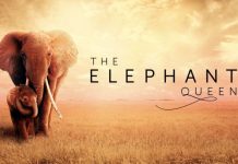 Apple publie un nouveau trailer pour « The Elephant Queen »