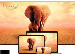 The Elephant Queen : Apple fera une donation à la réserve d’éléphants pour chaque visionnage
