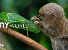 Les docu-séries Tiny World sont maintenant disponibles sur Apple TV+