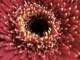 macro iphone 13 pro