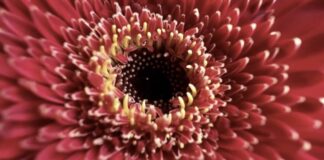 macro iphone 13 pro