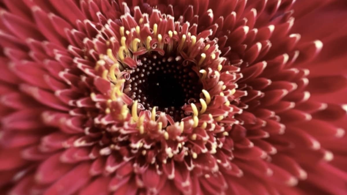 macro iphone 13 pro