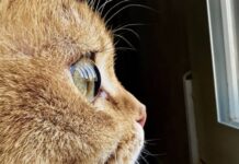 shot on iphone concours photo 2