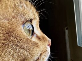Apple annonce le challenge « Shot on iPhone » dédié aux photos macro shot on iphone concours photo 2