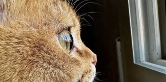 shot on iphone concours photo 2