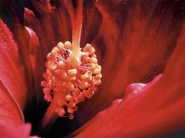 Apple annonce les gagnants du concours Shot on iPhone Macro apple shot iphone macro