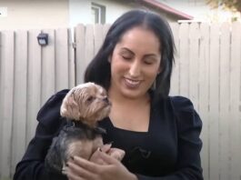 airtag chien perdu floride
