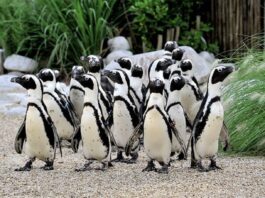 À venir sur Apple TV+, deux nouvelles docu-séries dédiées aux animaux endangered planet born to be wild apple tv