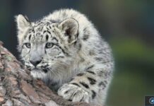 apple devrait adopter rythme sortis logiciel snow leopard
