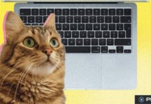 Chat devant le clavier et le trackpad d’un MacBook