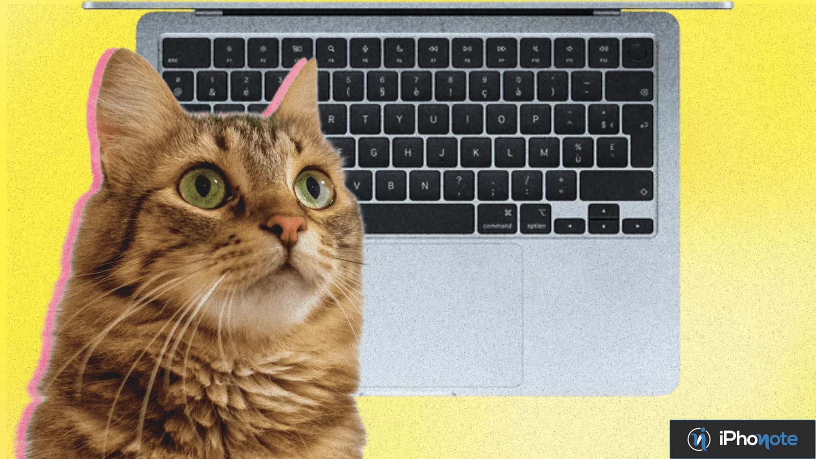 Chat devant le clavier et le trackpad d’un MacBook
